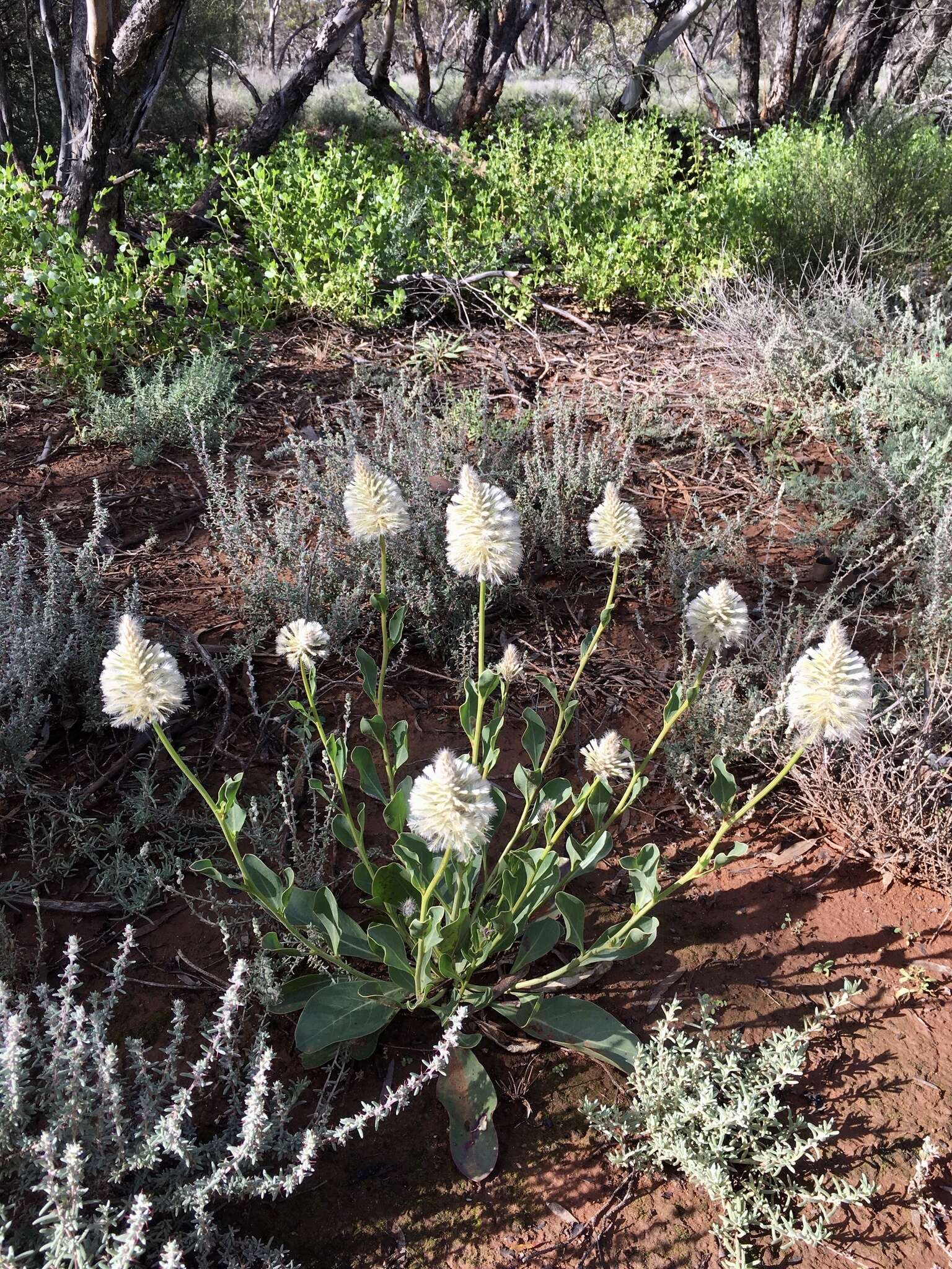 Image of Ptilotus nobilis F. Müll.