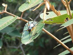 Imagem de Pterophylla (Pterophylla) beltrani Bolívar, I. & C. Bolívar 1942