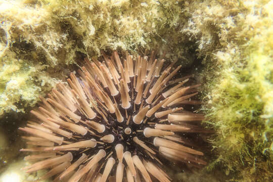 Image of Burrowing urchin