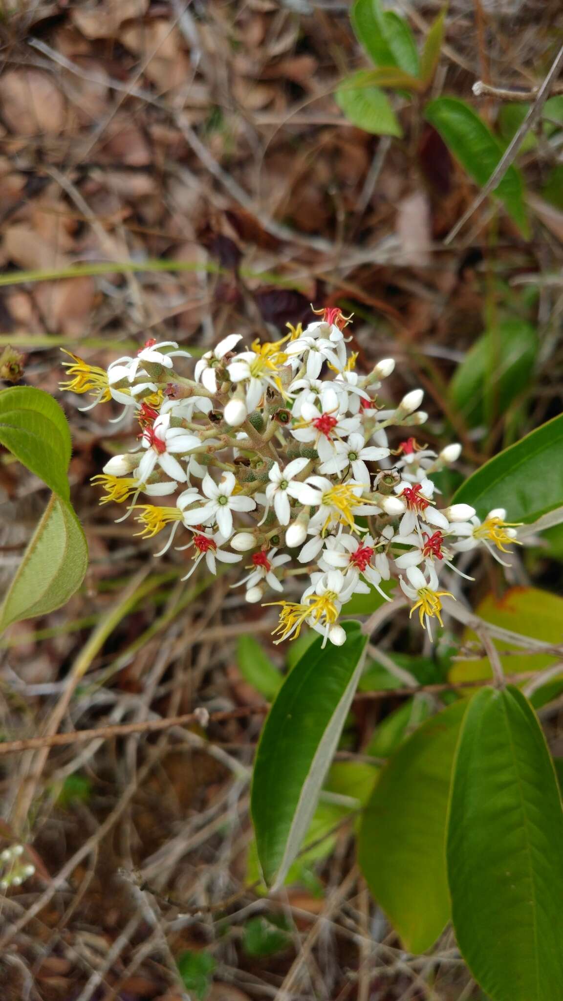 Image of Miconia stenostachya (Schrank & C. Martius) DC.