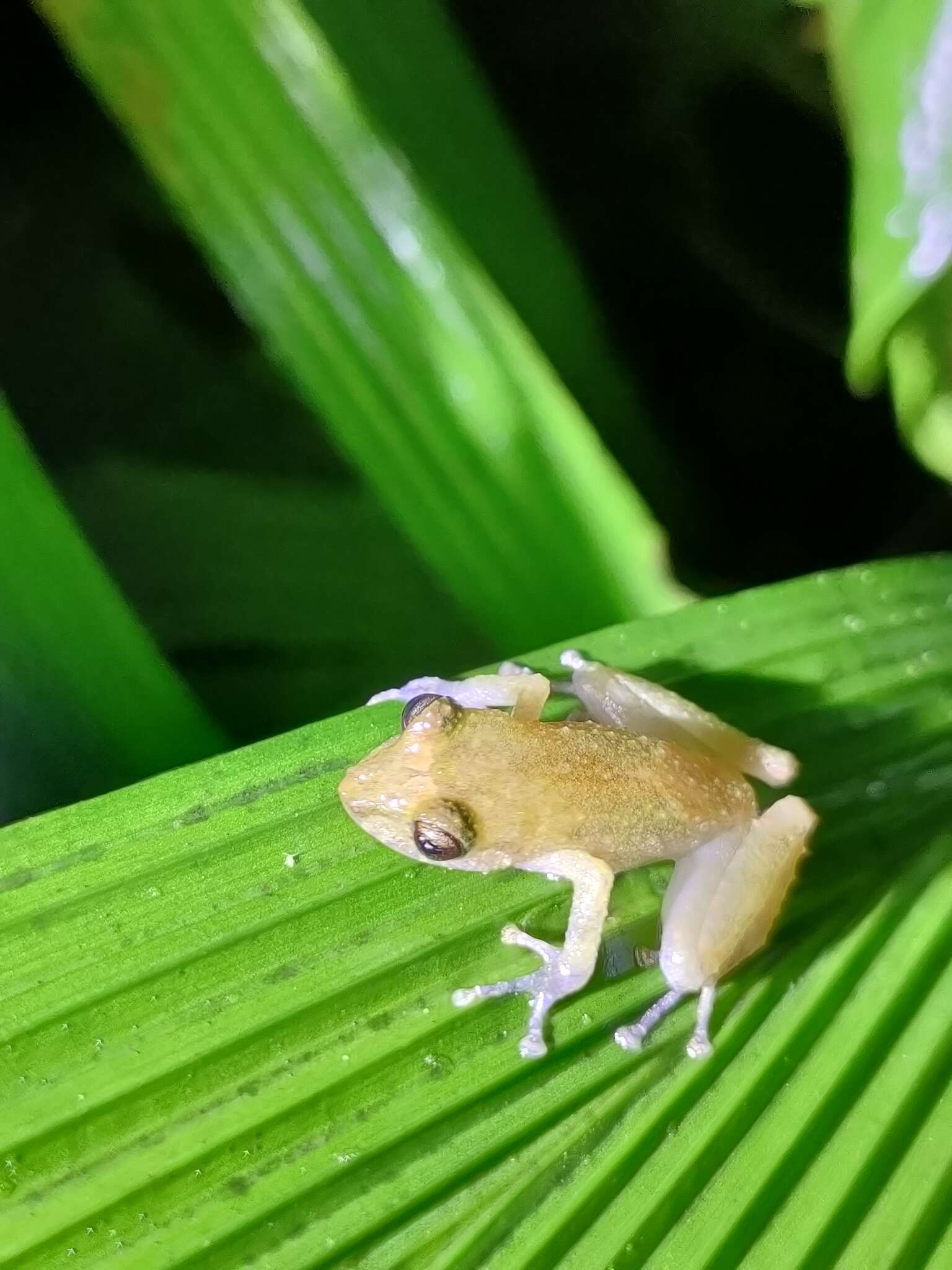 Image of Los Cedros Rainfrog