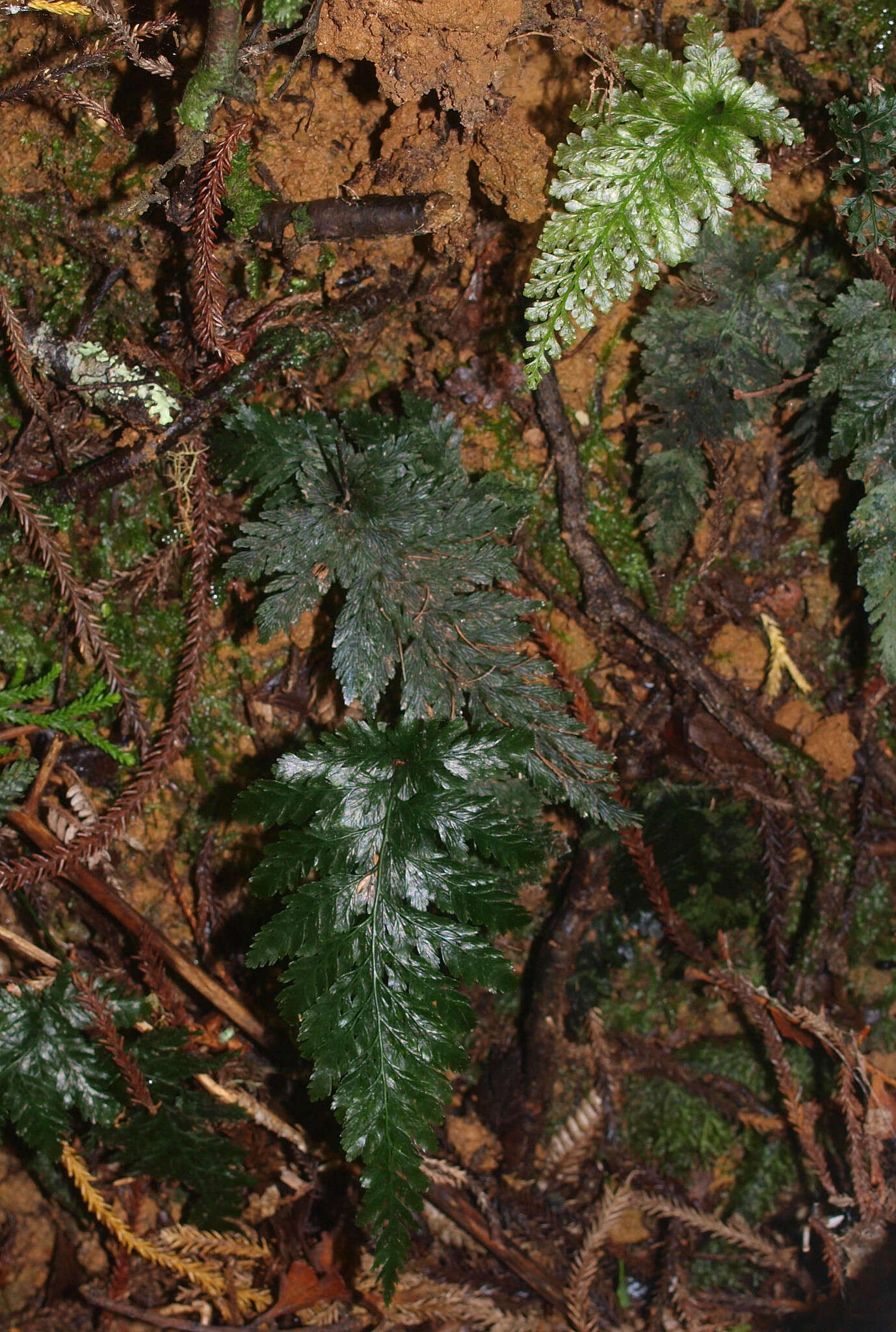 Image of Abrodictyum elongatum (A. Cunn.) Ebihara & K. Iwats.