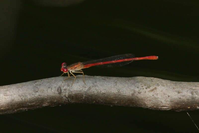 Image of Duckweed Firetail