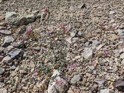 Image of Booth's evening primrose