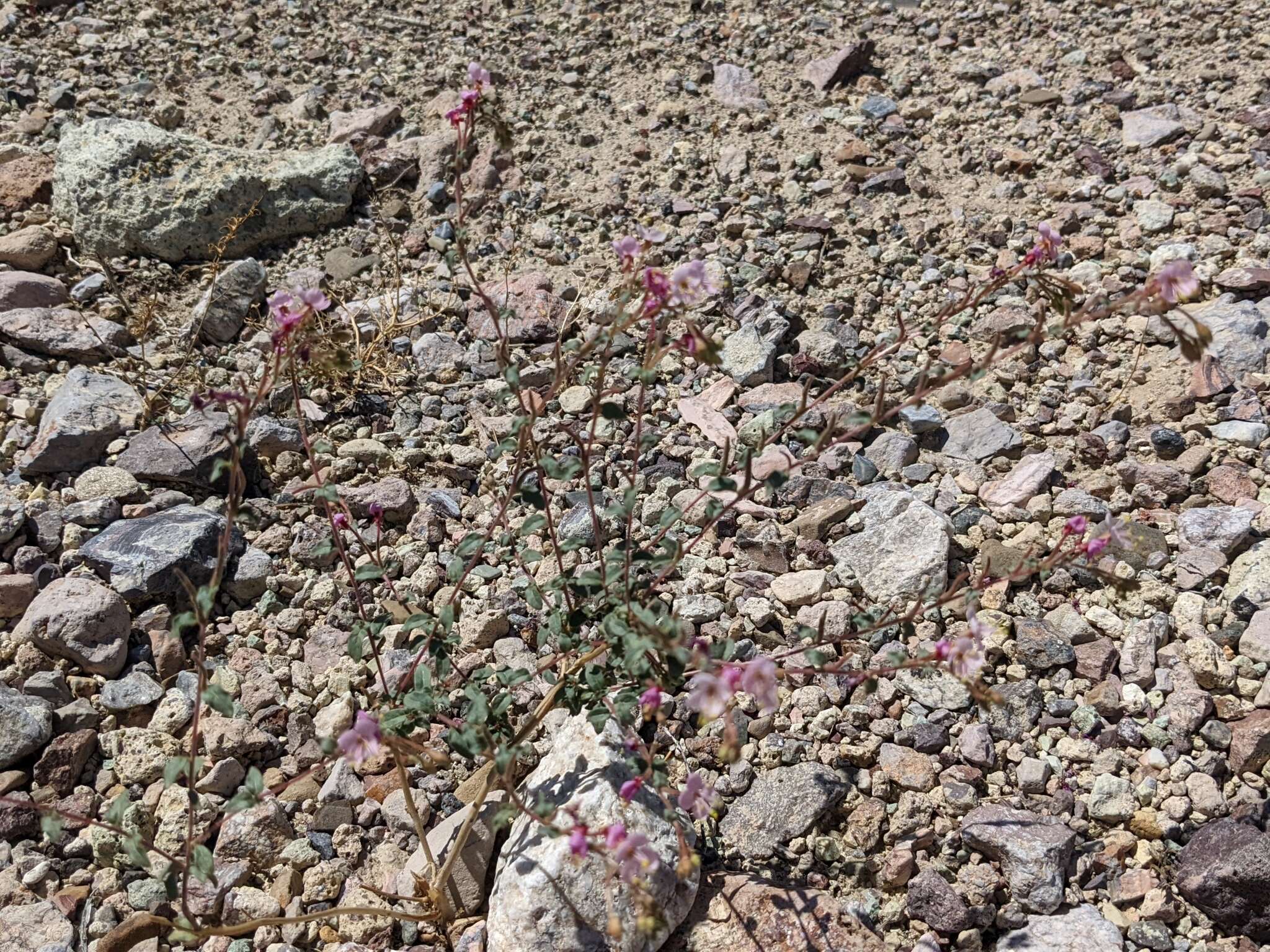 Image of Booth's evening primrose