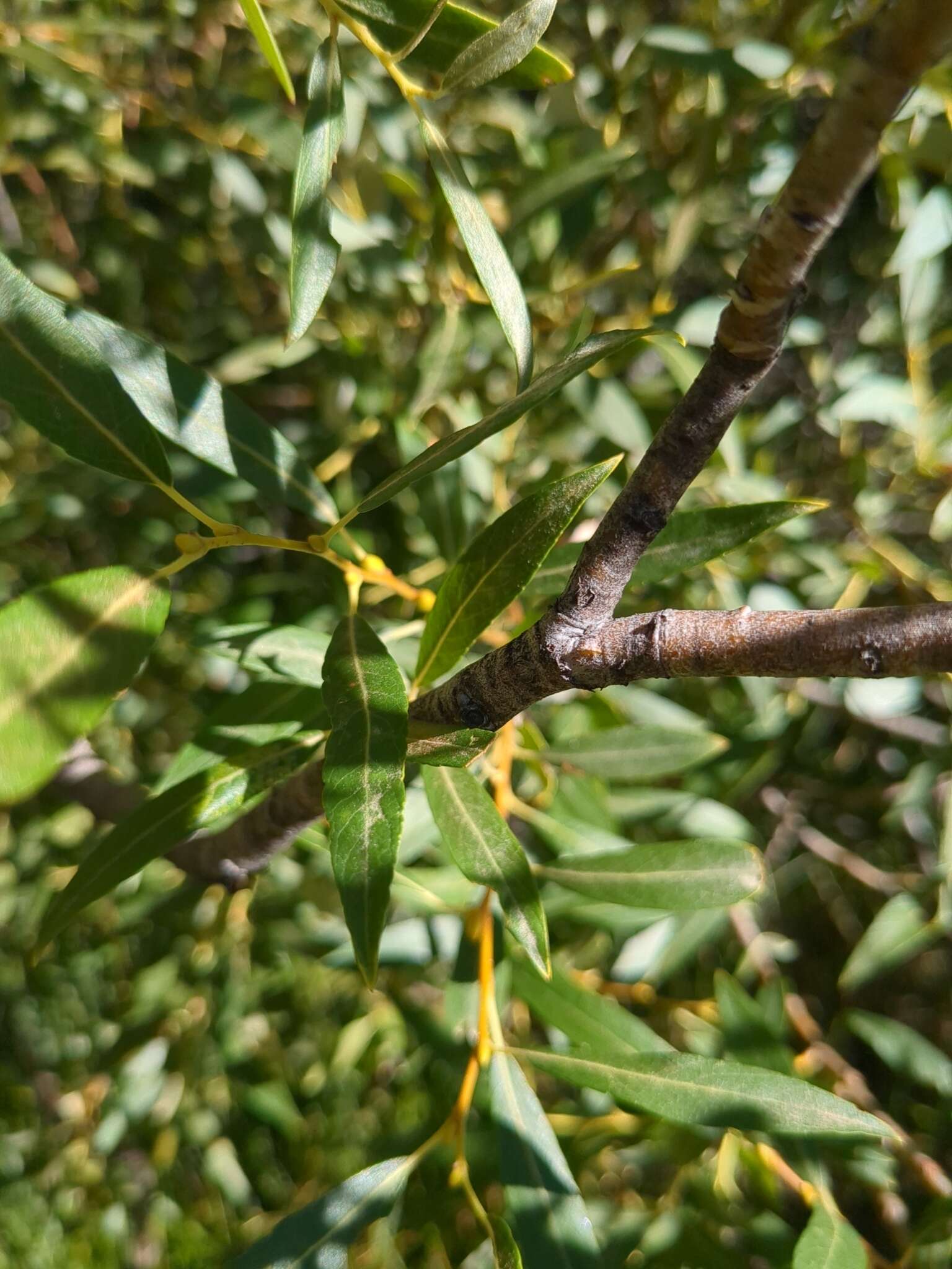 Salix lemmonii Bebb的圖片