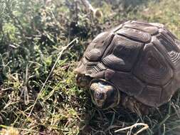 Image of Karroo Tortoise