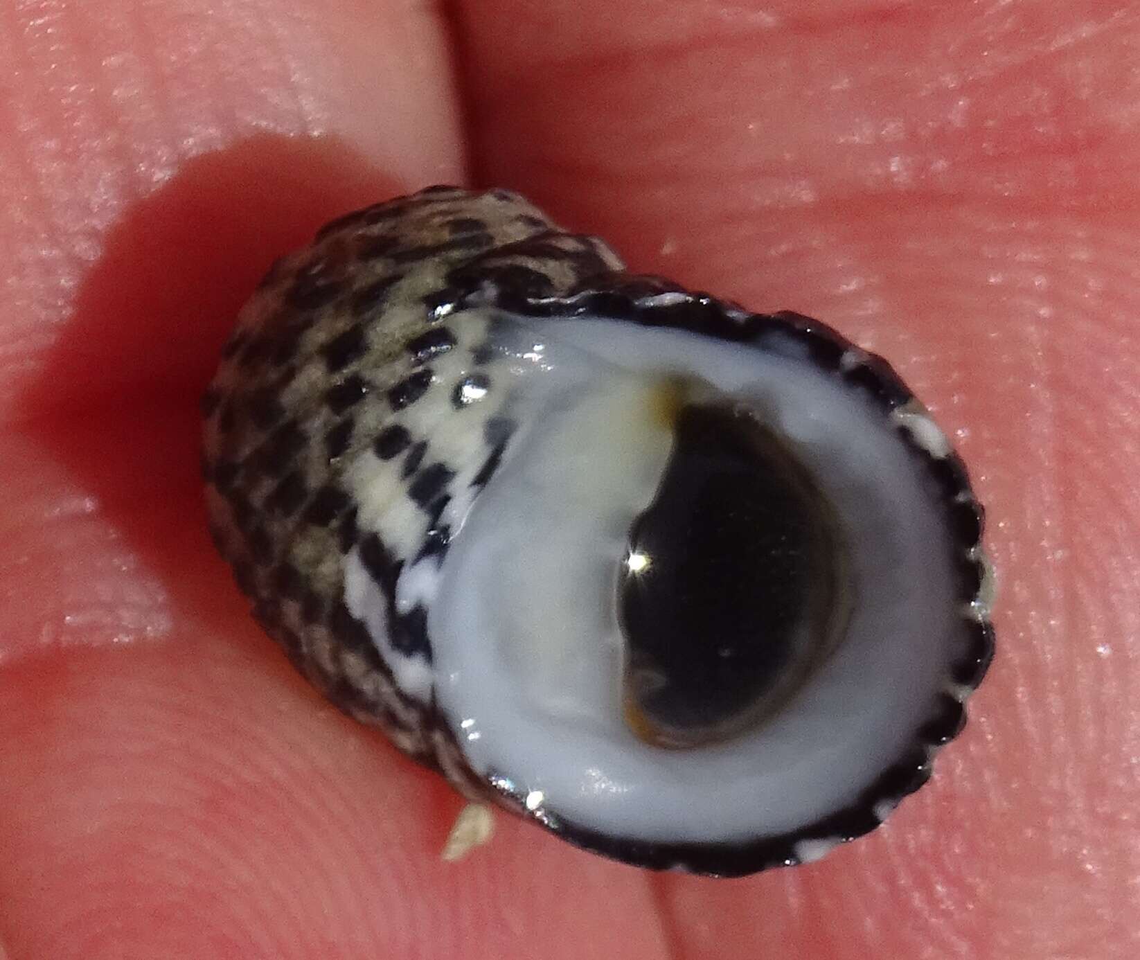 Image of checkered nerite