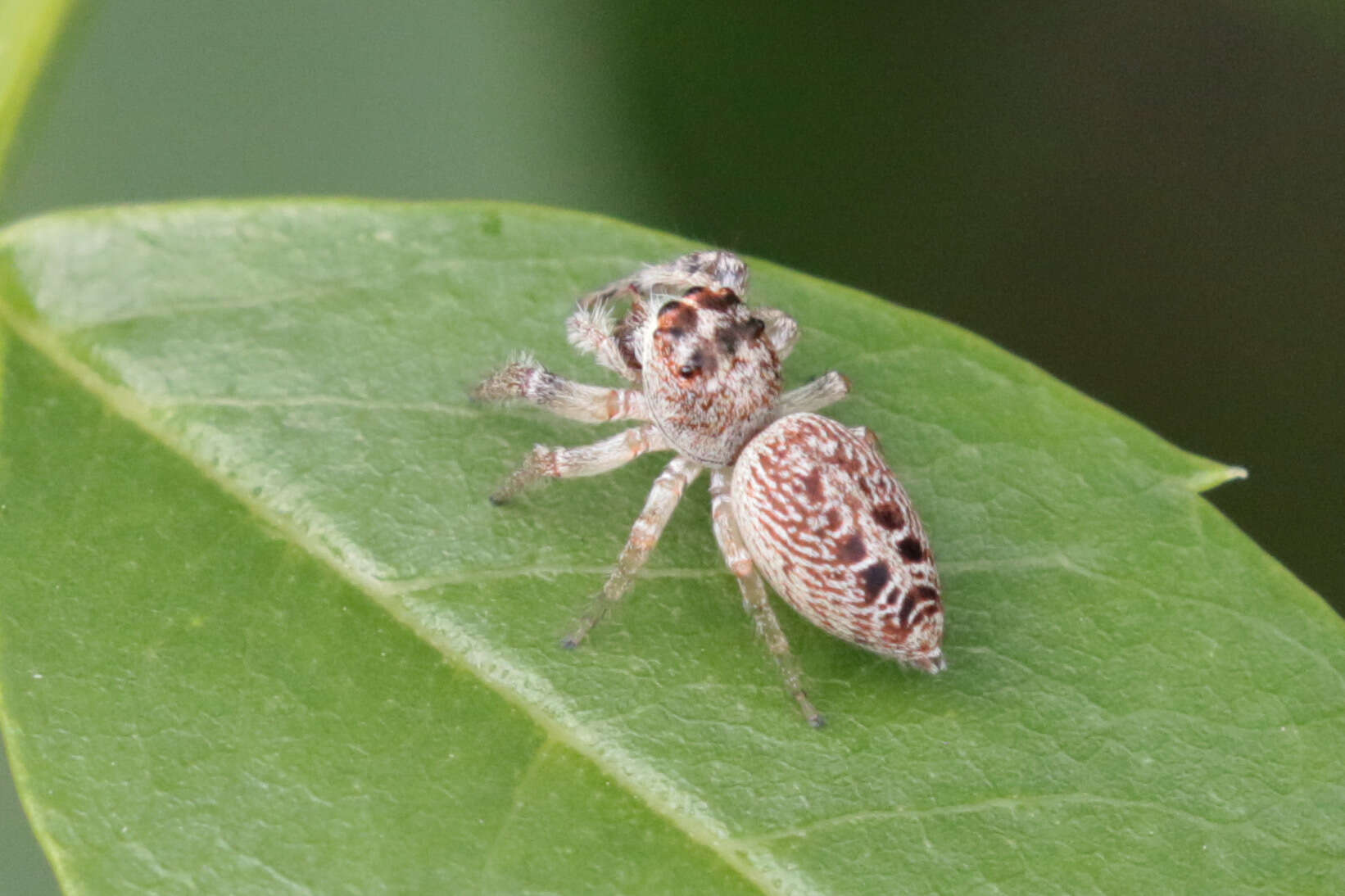 Image of Opisthoncus nigrofemoratus (L. Koch 1867)