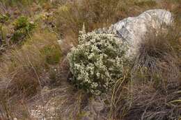 Image of Brunia microphylla Thunb.