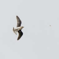 Image of Black-winged Pratincole