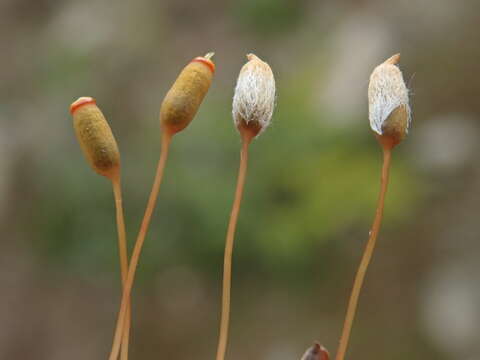 Image of pogonatum moss