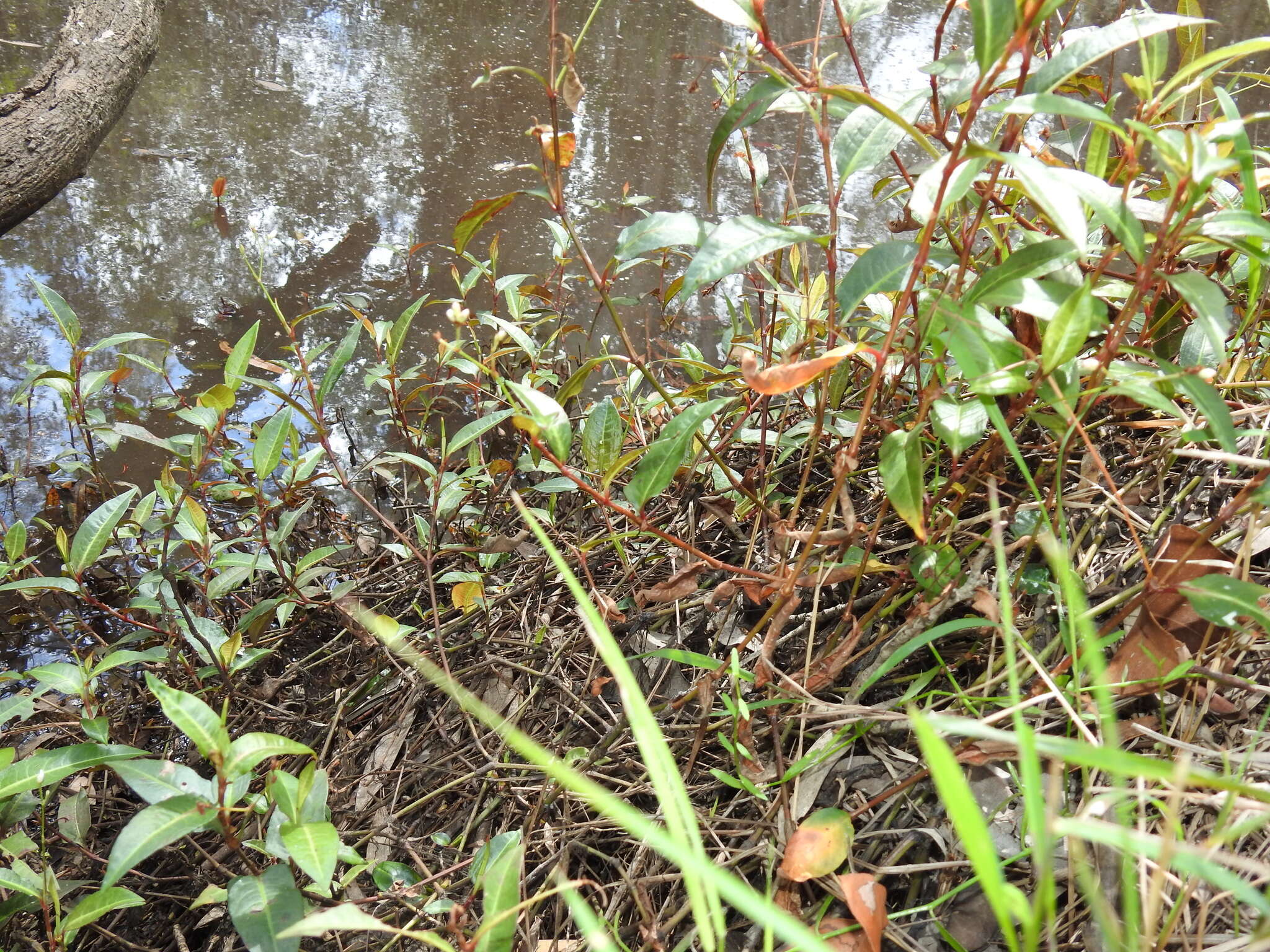 Image de Persicaria dichotoma (Bl.) S. K. Dixit, B. Datt & G. P. Roy