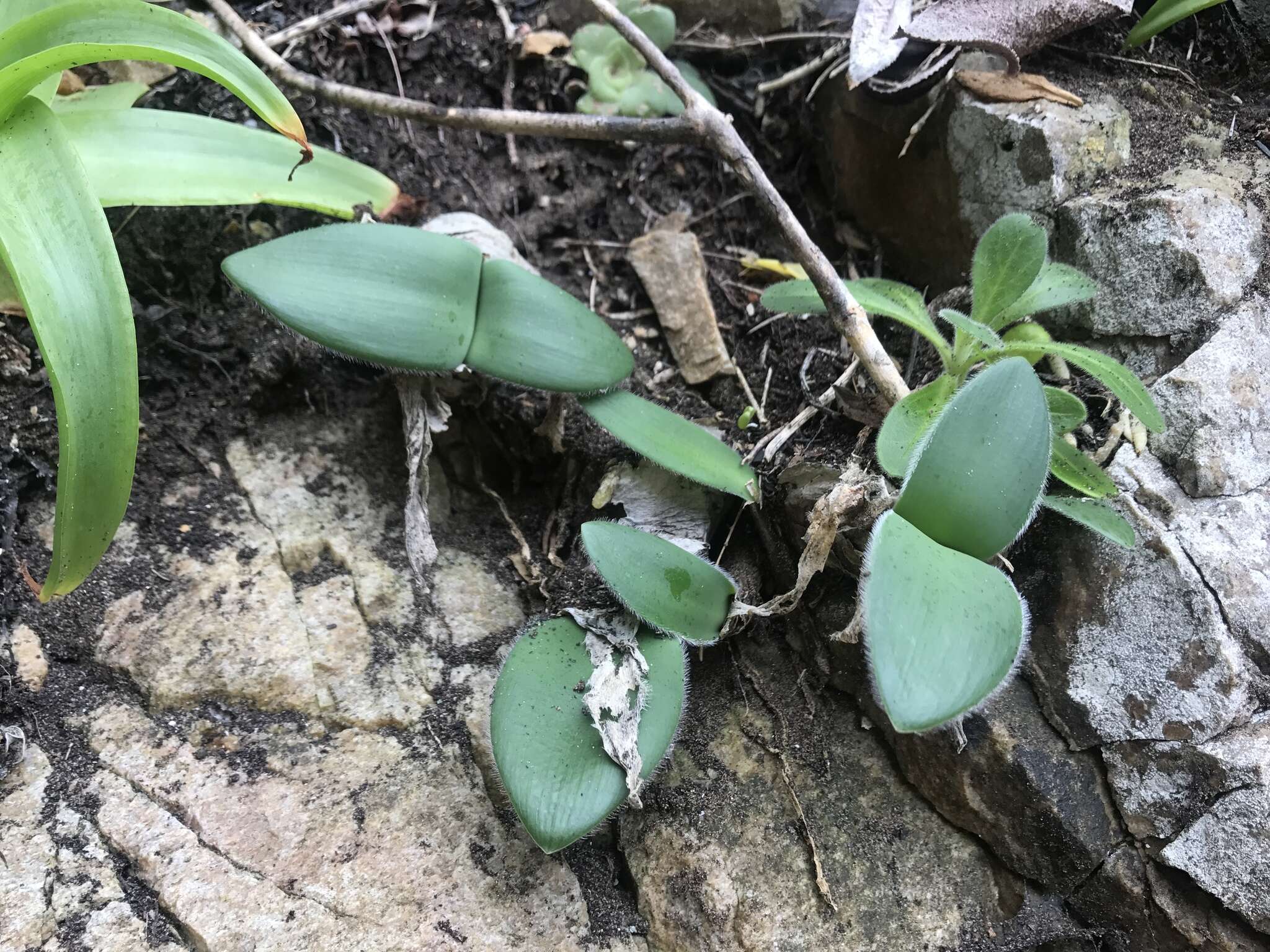 Image of Haemanthus albiflos Jacq.