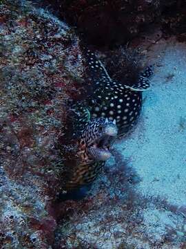 Image of Honeycomb Moray