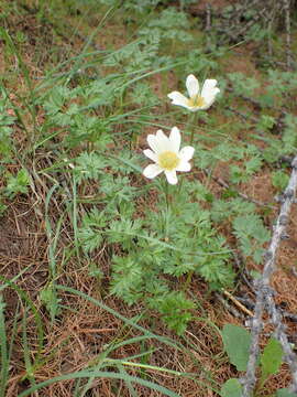 Image of Anemone baldensis subsp. baldensis