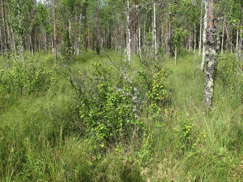 Image of Shrubby Birch