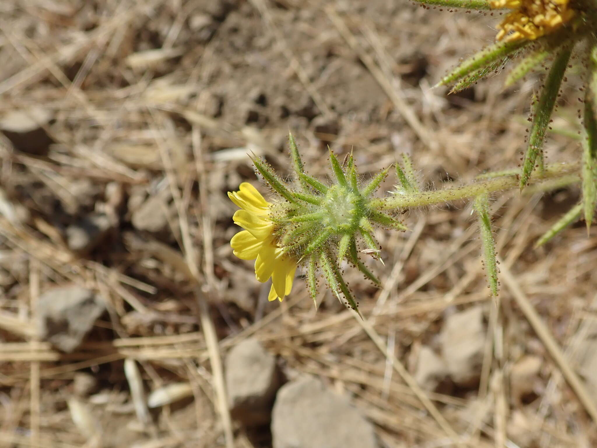 Image of Fitches Spikeweed