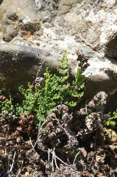 Image de Oeosporangium persica (Bory) Vis.