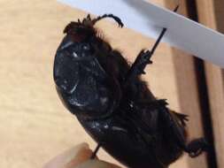 Image of Asian rhinoceros beetle