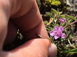 صورة Dyschoriste microphylla (Cav.) Kuntze