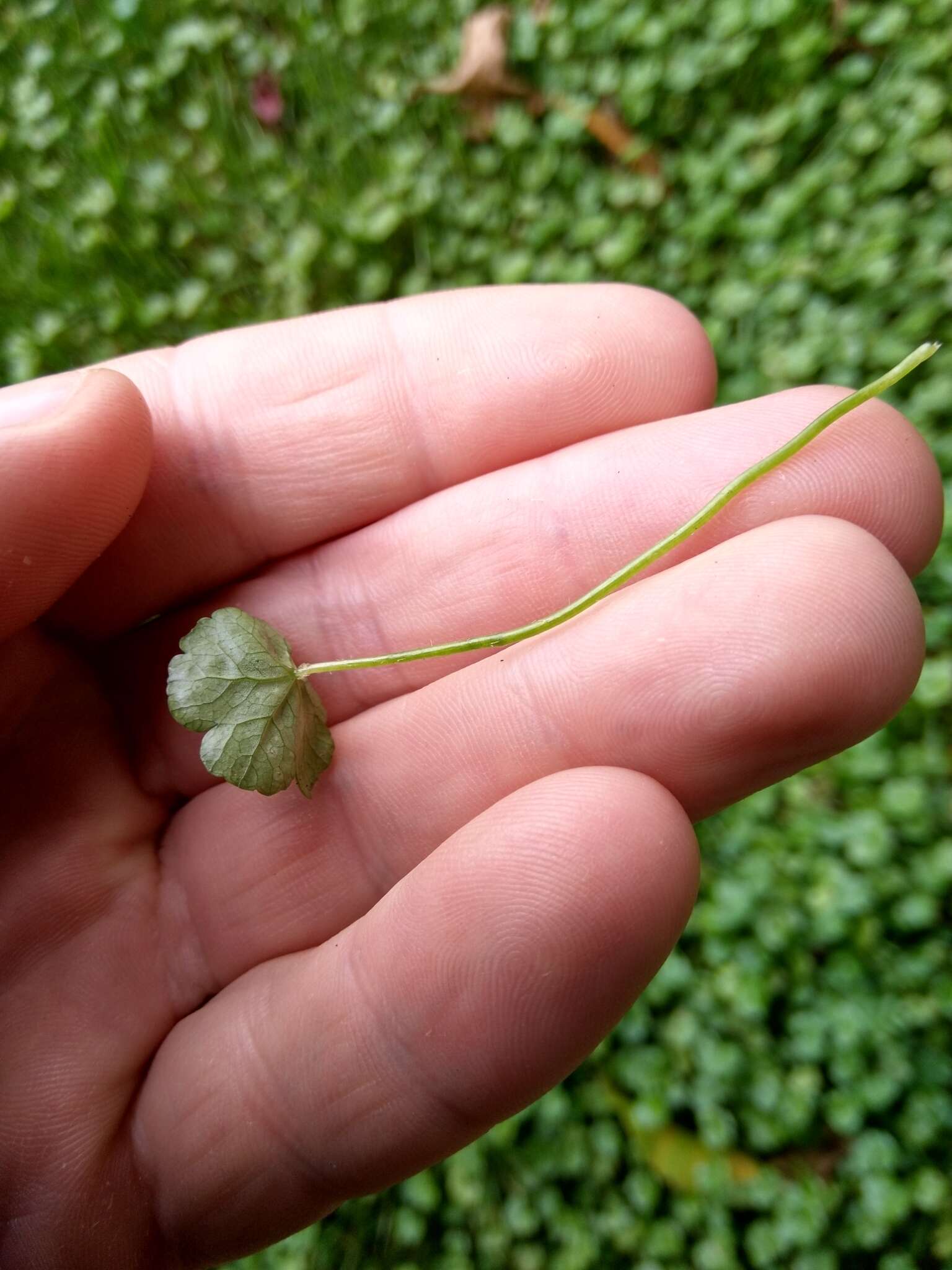 Hydrocotyle americana var. heteromeria (A. Rich.) Kirk resmi