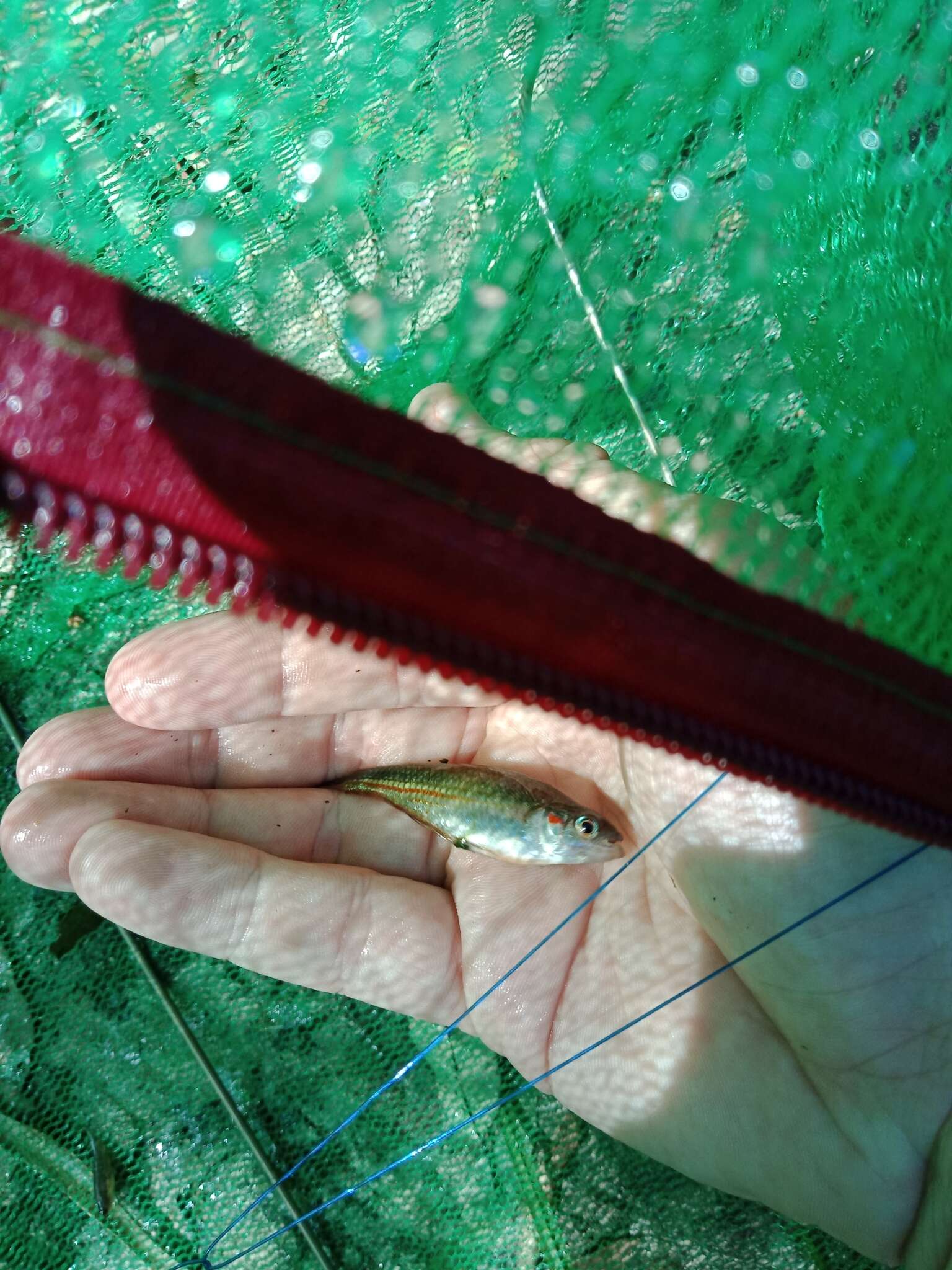 Image of Crimson-spotted rainbowfish