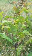 Image of Inula racemosa Hook. fil.