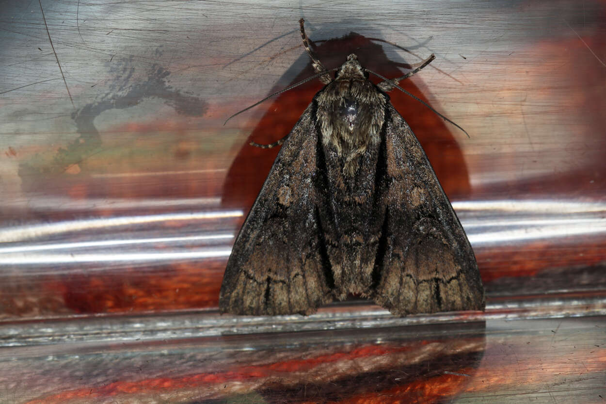 Acronicta alni Linnaeus 1767 resmi