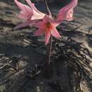Image of Zephyranthes ananuca