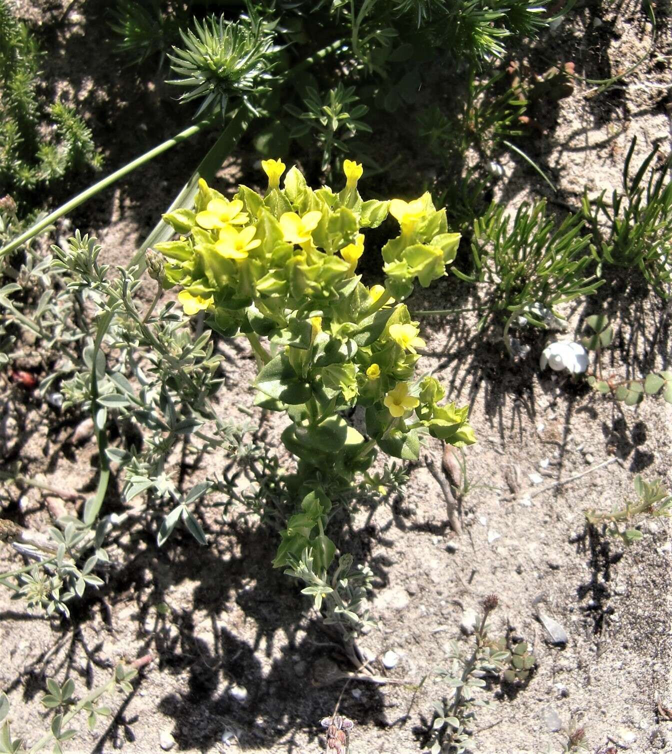 Image of Sebaea micrantha var. intermedia (Cham. & Schltdl.) Marais