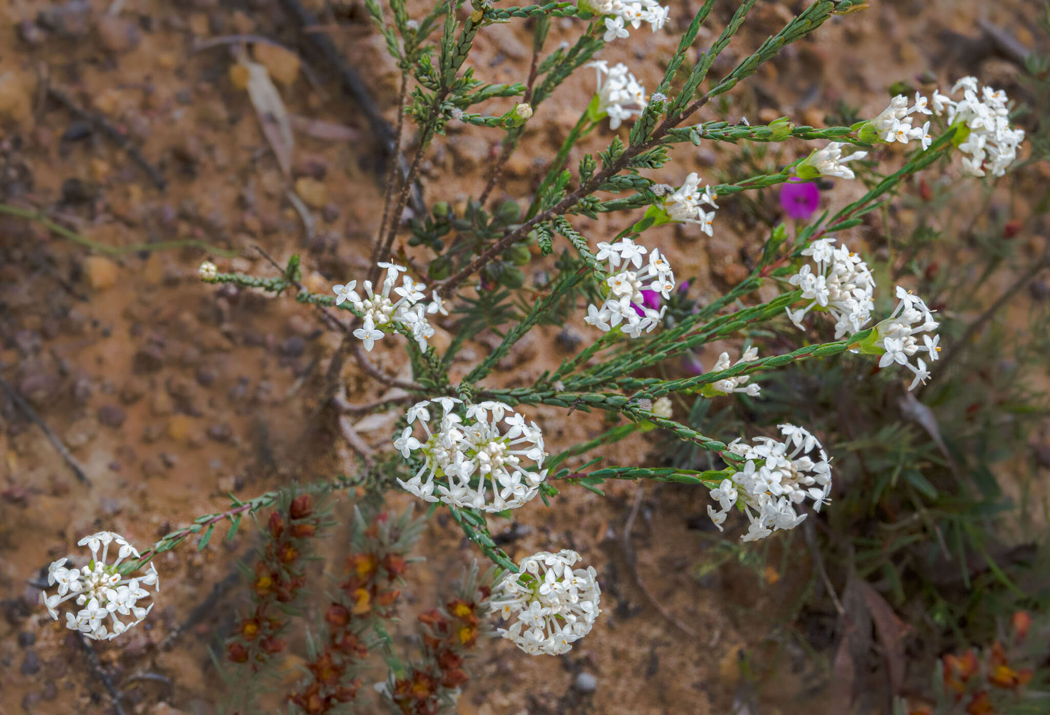 Image of Pimelea brevifolia subsp. brevifolia