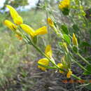 Слика од Genista humifusa L.