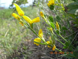 Слика од Genista humifusa L.