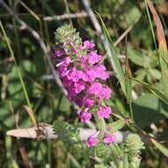 Image of Pedicularis spicata Pall.