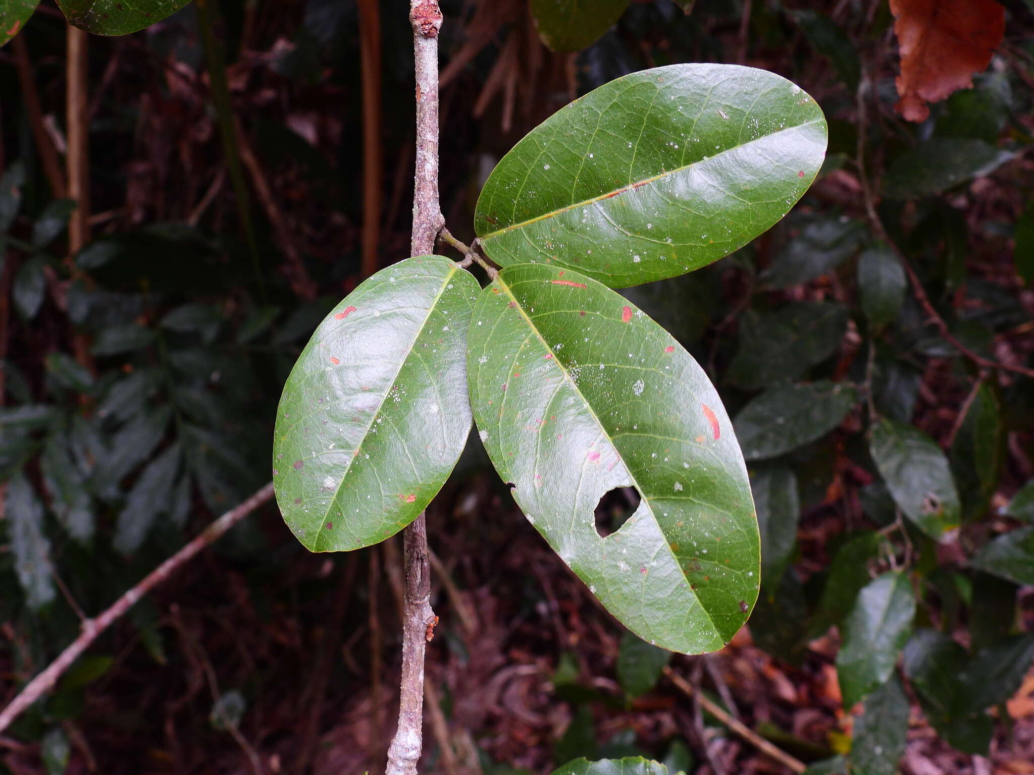 Image of Connarus conchocarpus F. Müll.