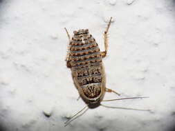 Image of Phyllodromica (Lobolampra) subaptera (Rambur 1838)