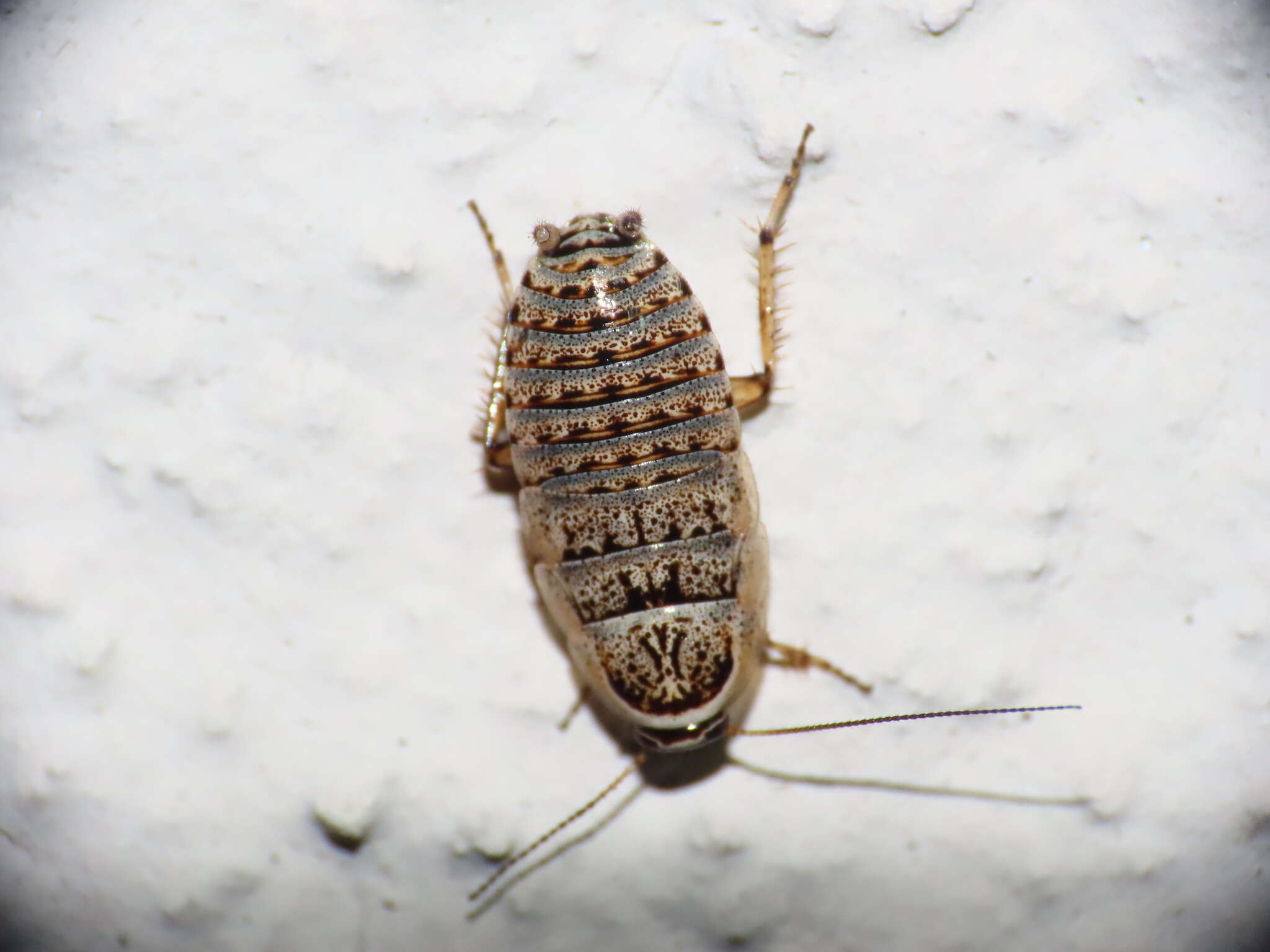 Phyllodromica (Lobolampra) subaptera (Rambur 1838)的圖片