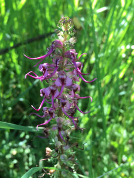 Image of elephanthead lousewort