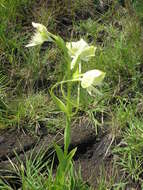 Pecteilis susannae (L.) Raf.的圖片