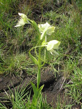 Plancia ëd Pecteilis susannae (L.) Raf.