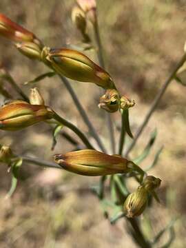 Image of Alstroemeria ligtu L.