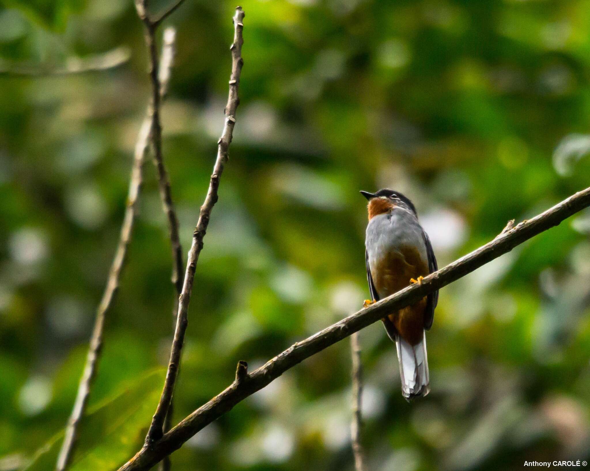 Imagem de Myadestes genibarbis Swainson 1838