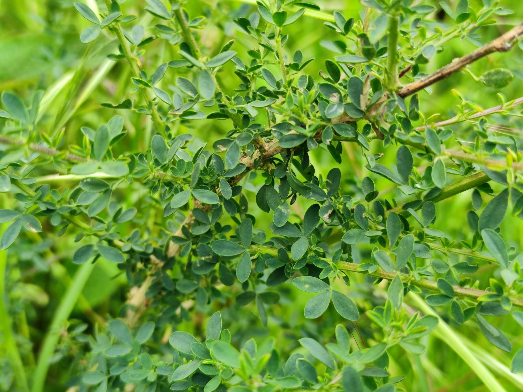 Image of Adenocarpus lainzii (Castrov.) Castrov.