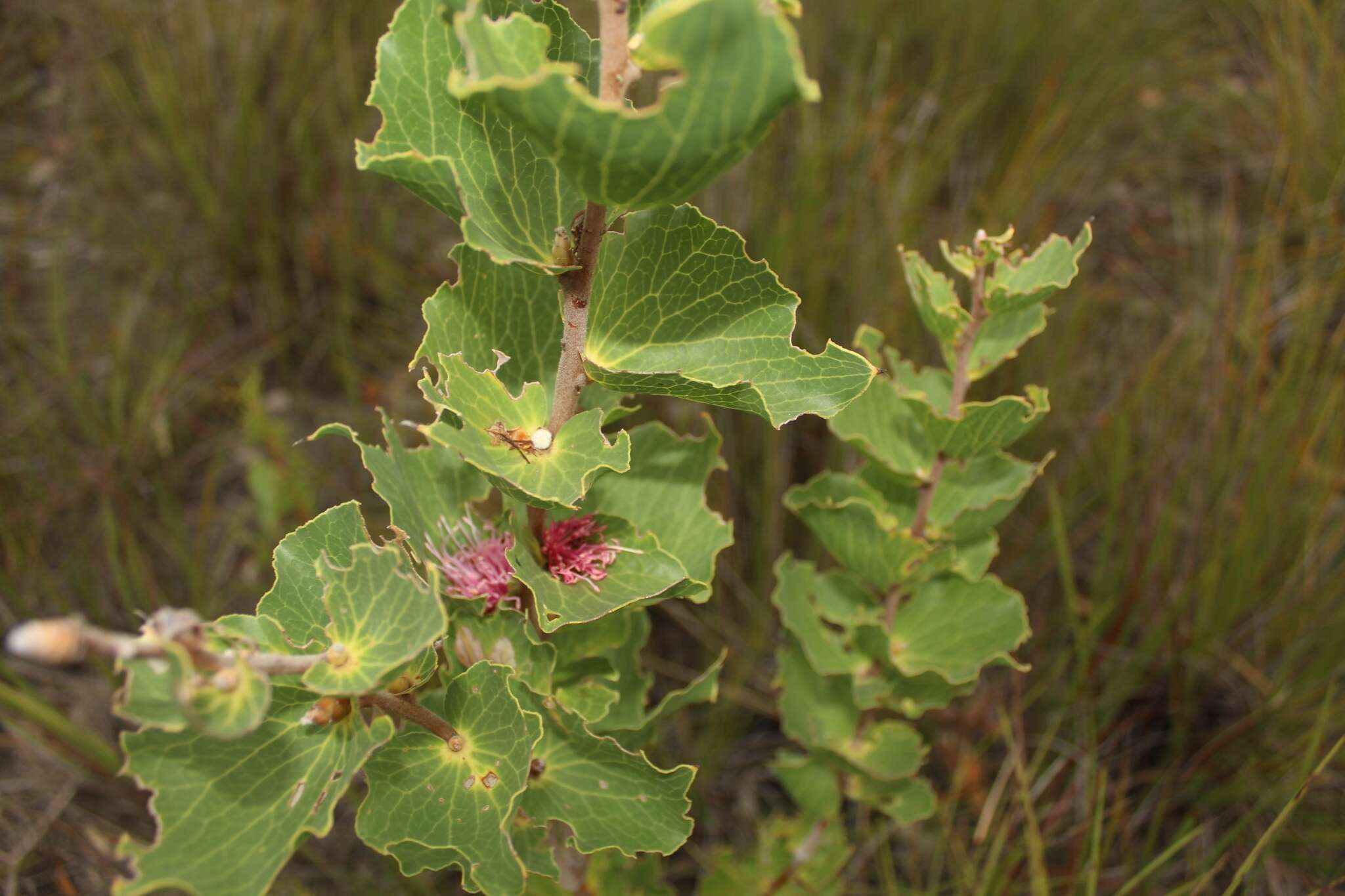 Imagem de Hakea cucullata R. Br.