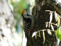 Image of Brown-fronted Woodpecker