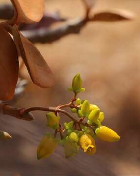 Image of Kalanchoe orgyalis Baker