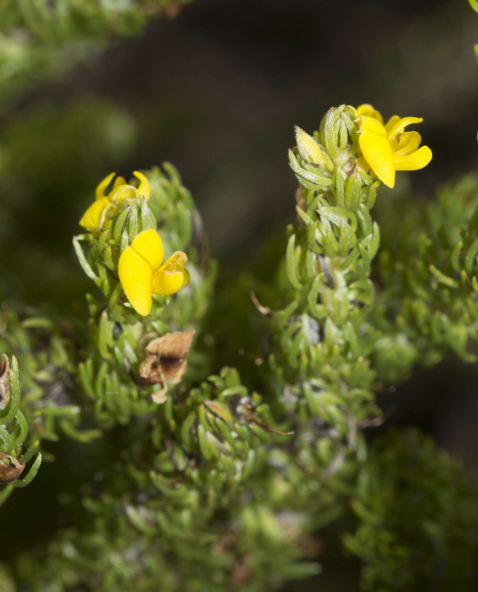 Image of Aspalathus pycnantha R. Dahlgren