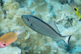 Image of Gilded triggerfish