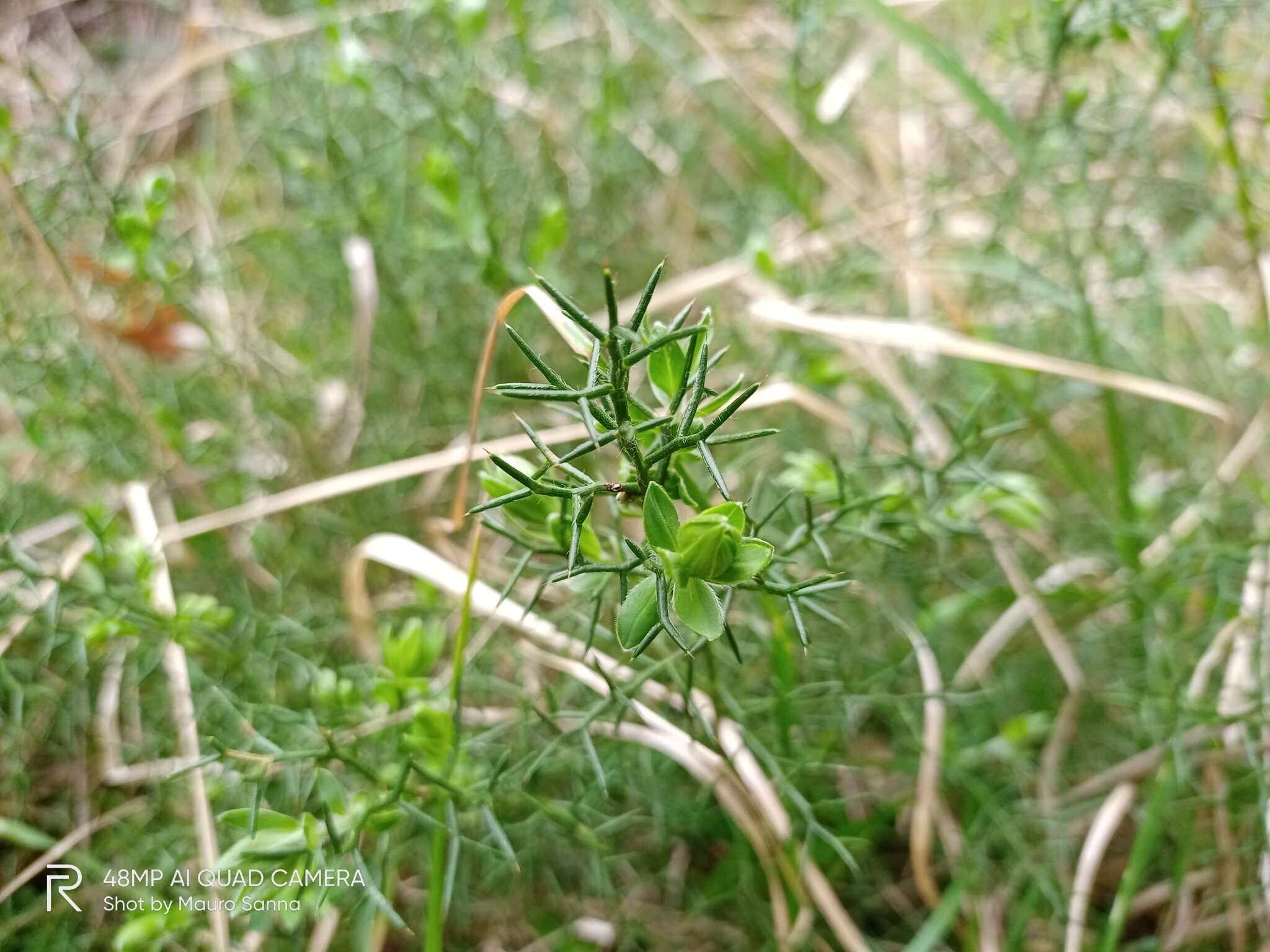 Image of Genista hispanica L.